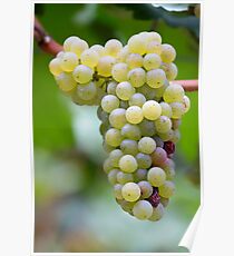 Ripe Poster