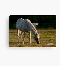 Our Morning Angel Canvas Print