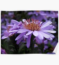 Purple Poster