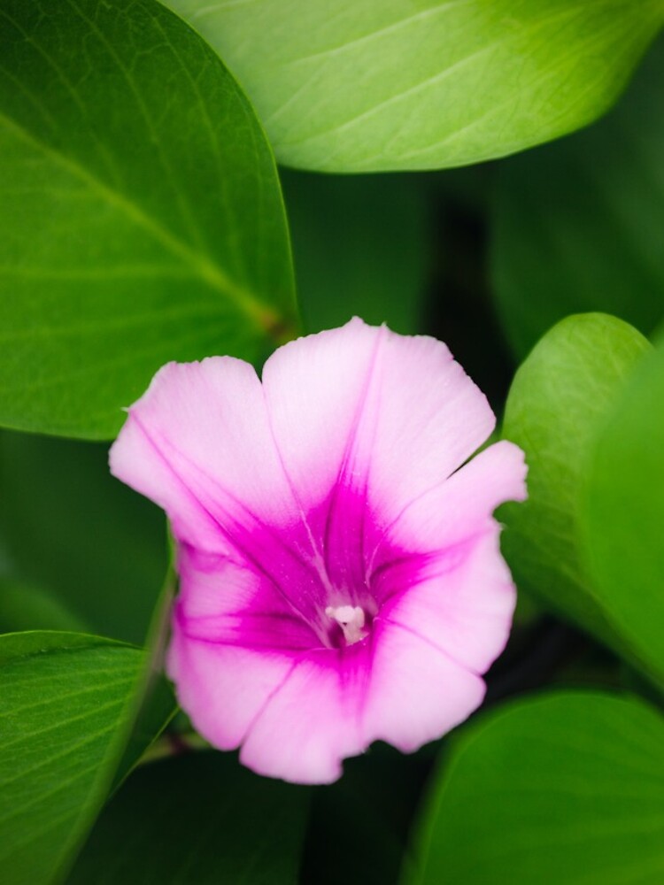 Purple flower between green leaves by Juhku