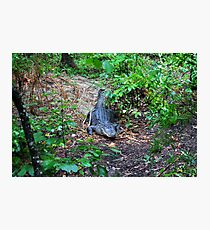 Gator Photographic Print