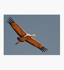 Lone Crane Photographic Print