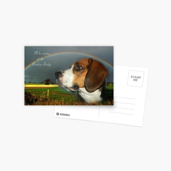 Sympathy Card For Loss Of Pet Postcard