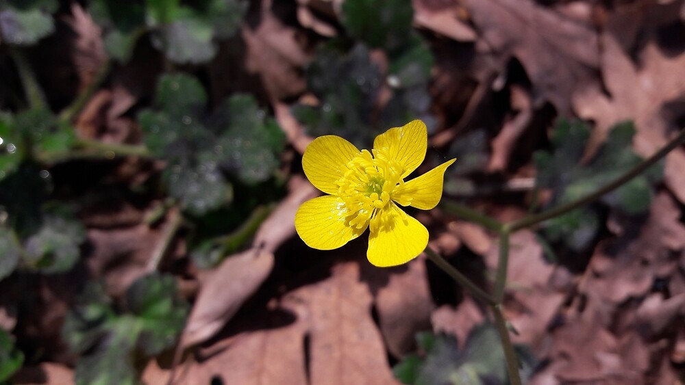 Poyrazlar Yellow Flower by tomeoftrovius