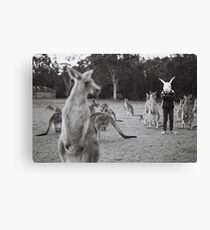 Le lapin et le kangourou Canvas Print