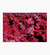 Red Nose Photographic Print