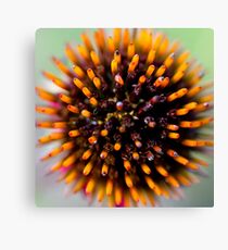 Bloom Canvas Print