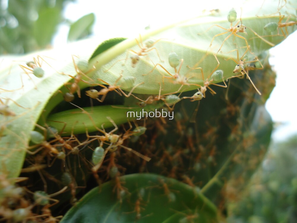 "Green Ants making nest Kennedy, North Queensland, Australia" by myhobby Redbubble
