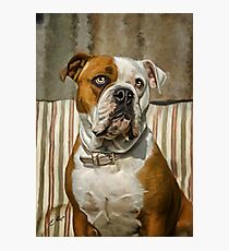 American Bulldog Photographic Print