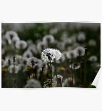 Dandelion light Poster