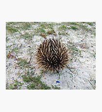 Spikey Rescue Photographic Print
