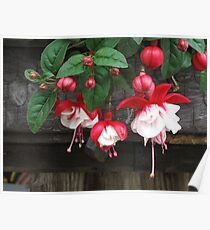 Red Fuchsia Poster