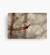 Handful of cotton balls Metal Print