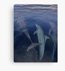 BRUNEI BAY DOLPHINS Leinwanddruck