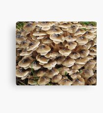 Toadstool village Canvas Print