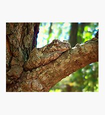 Nap Time Photographic Print