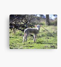 Newborn Metal Print