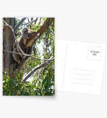 Koala: Phillip Island, Australia Postcards