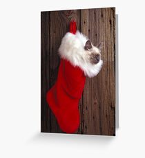 Kitten in stocking Greeting Card