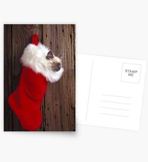 Kitten in stocking Postcards