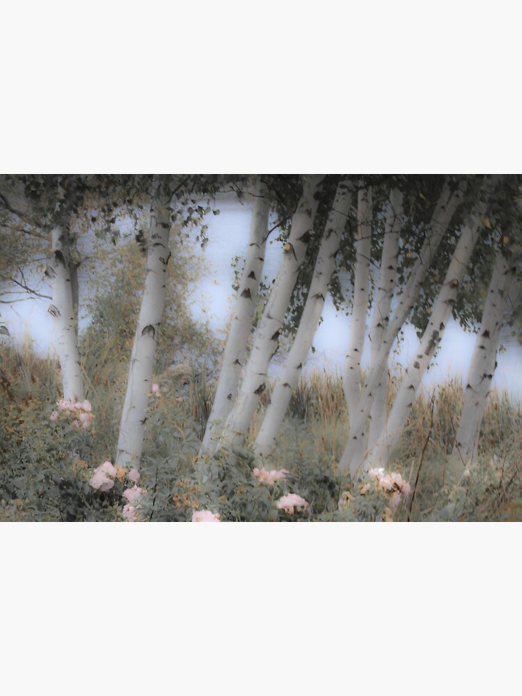 Rose and Birch by LynnWiles