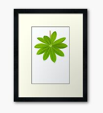 Lupin Leaf Framed Print