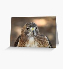 Red Shouldered Hawk Greeting Card