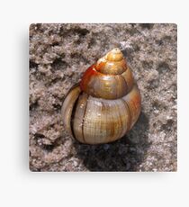 Sandshell Metal Print