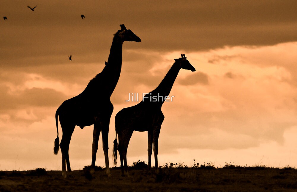 Download "Courting Giraffe Silhouette" by Jill Fisher | Redbubble