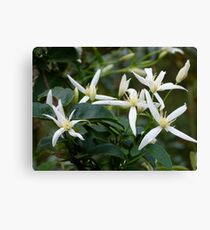 Anniversary Honeysuckle Canvas Print