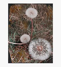 Dandelion trio, Instow beach Photographic Print