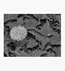 Dandelion spider, Instow beach Photographic Print