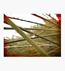 Dew Drop Photographic Print