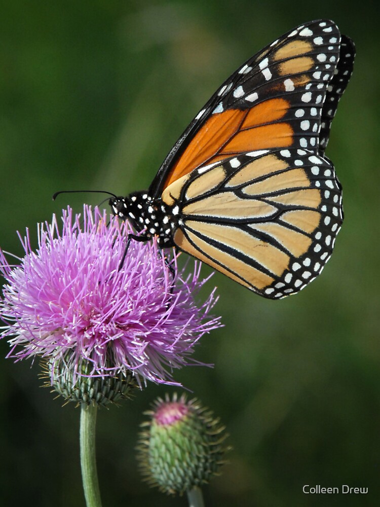 Monarch on Thistle - iPhone Case by colgdrew