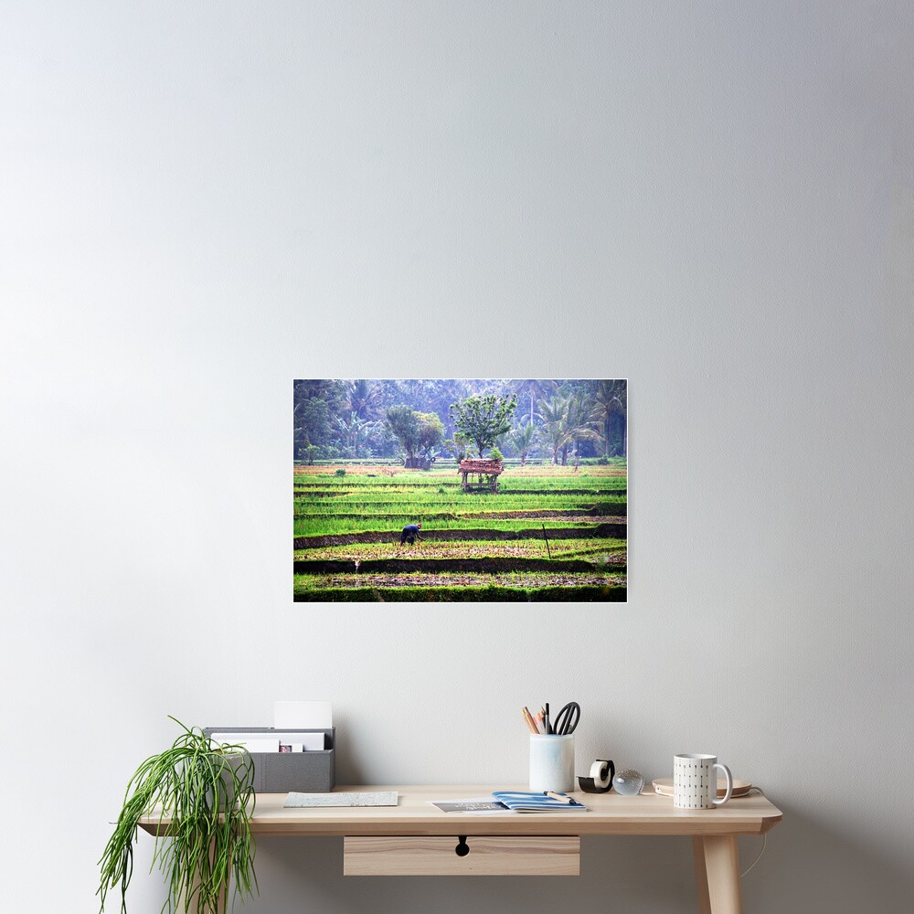 Morning at rice fields Poster