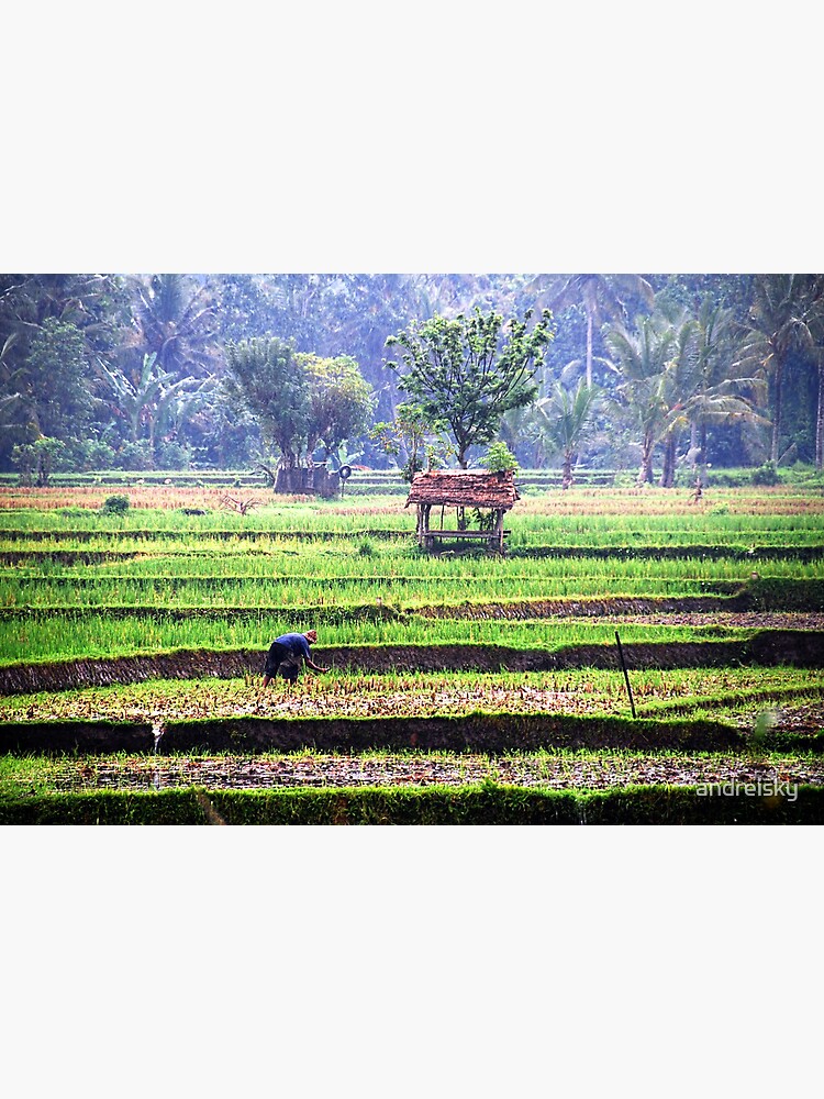 Morning at rice fields by andreisky