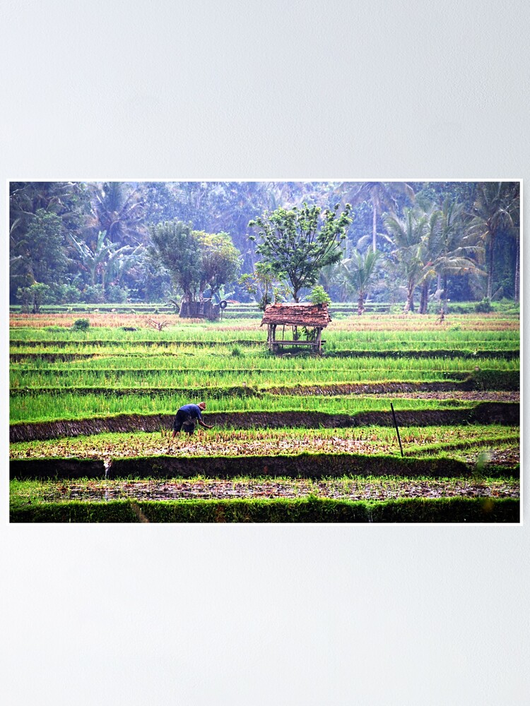 Alternate view of Morning at rice fields Poster