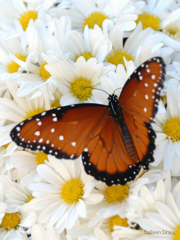 Butterfly on Daisies - iPhone Case by colgdrew