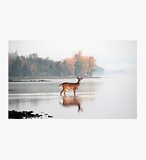 Buck - Ottawa River Photographic Print
