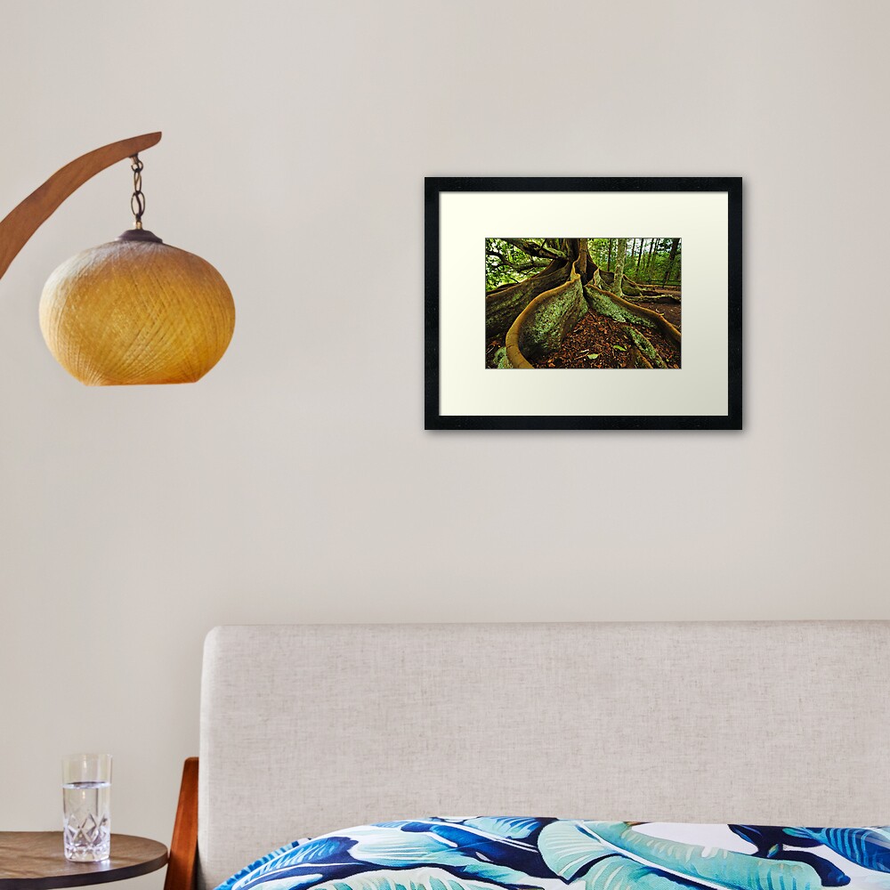 Banyang Tree Roots - Norfolk Island Framed Art Print