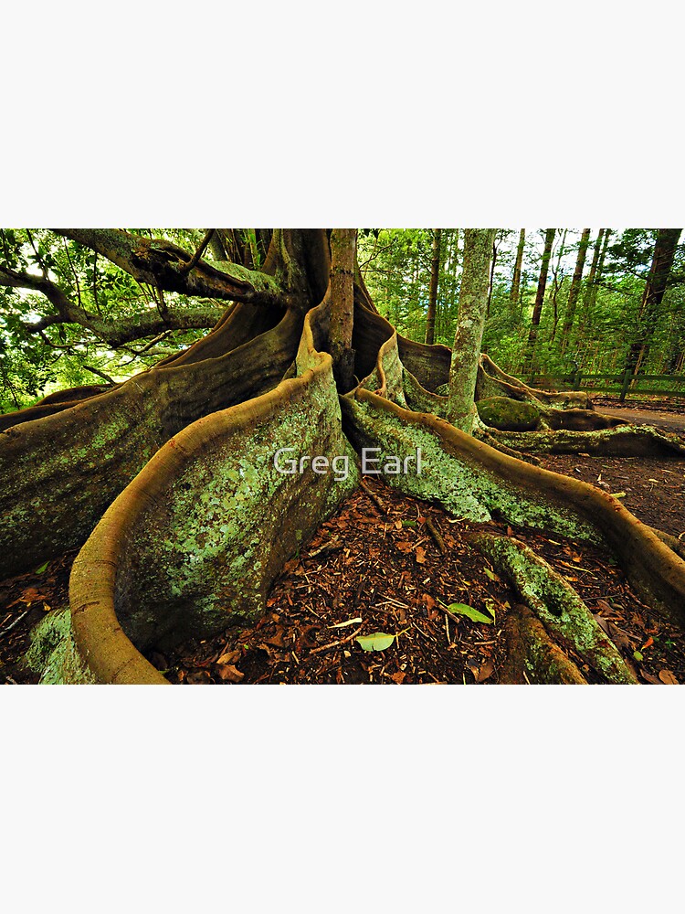 Banyang Tree Roots - Norfolk Island by GregEarl