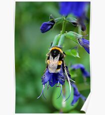 Bumble Bee Poster