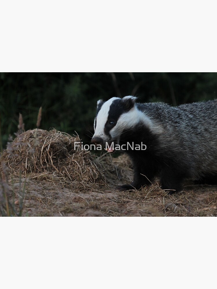 Badger by orcadia