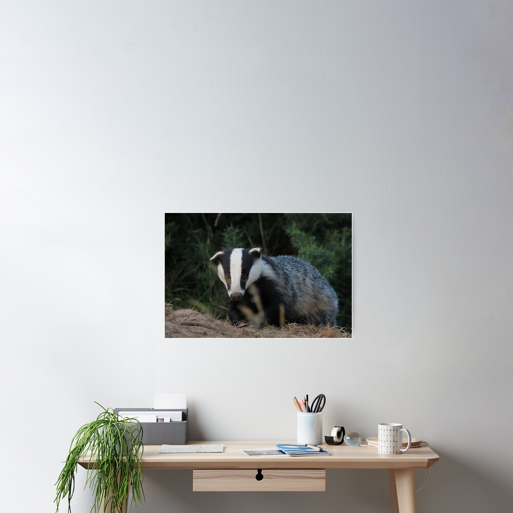 Badger Poster