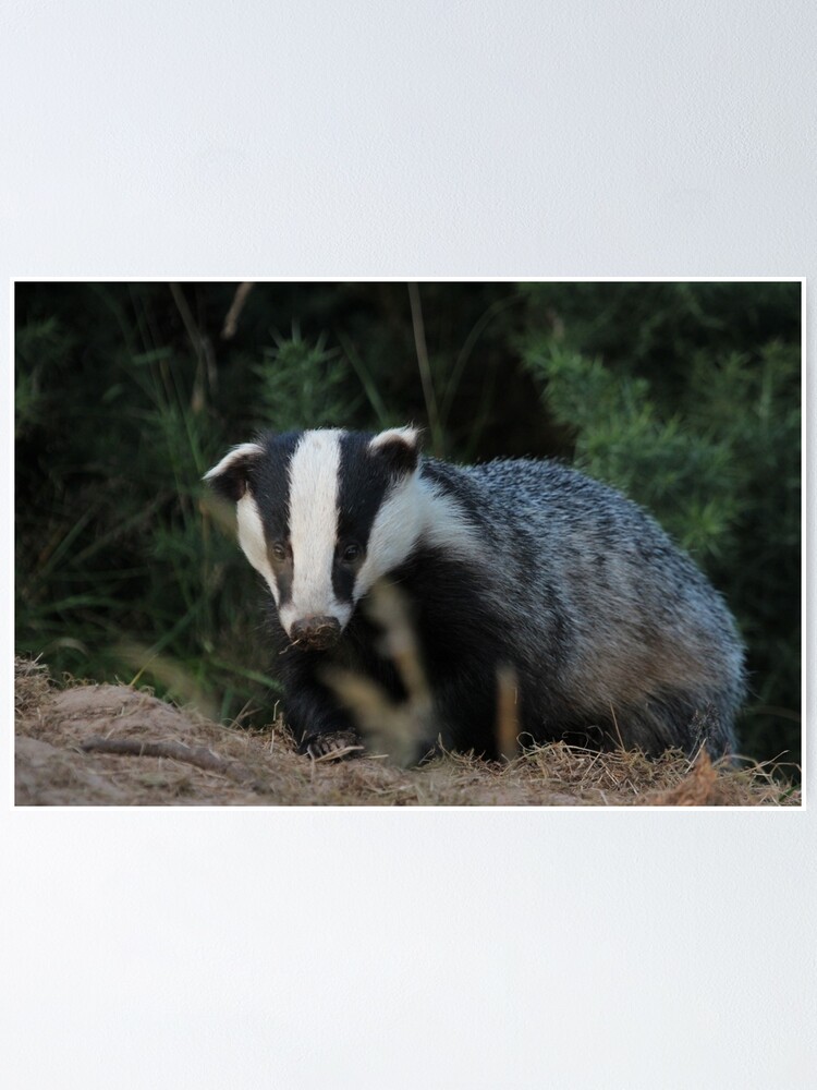 Alternate view of Badger Poster