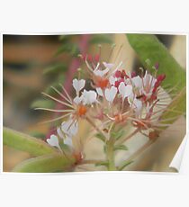Tiny Beauties Closeup Poster