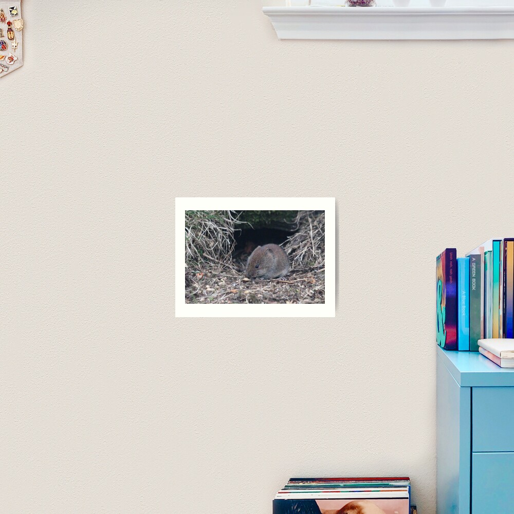 Bank vole Art Print