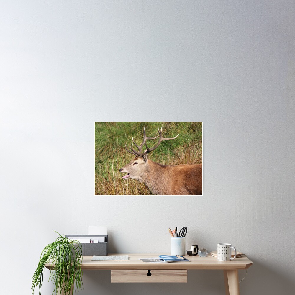 The rut Poster