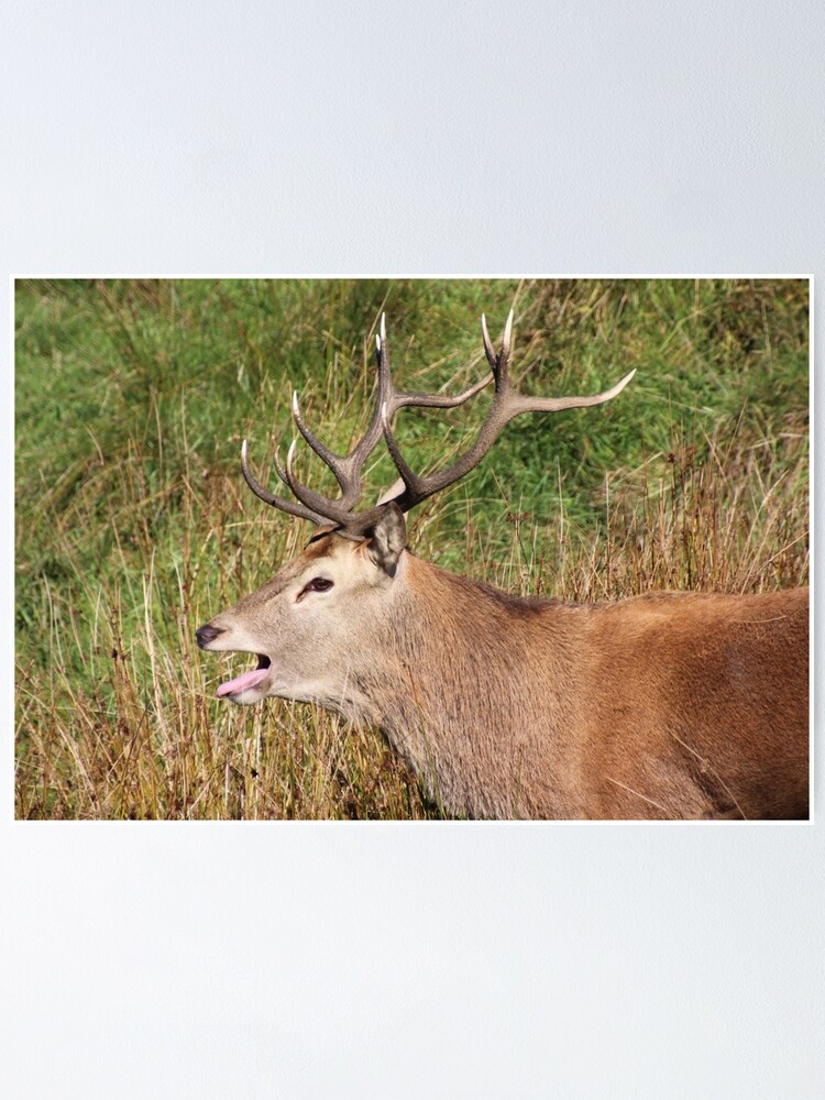 Alternate view of The rut Poster
