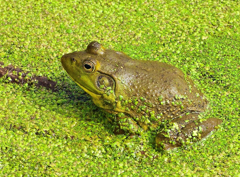 "bullfrog in a pond central Oregon" by David Chesluk Redbubble